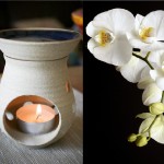 Fondants Parfumés Fleur de Peau